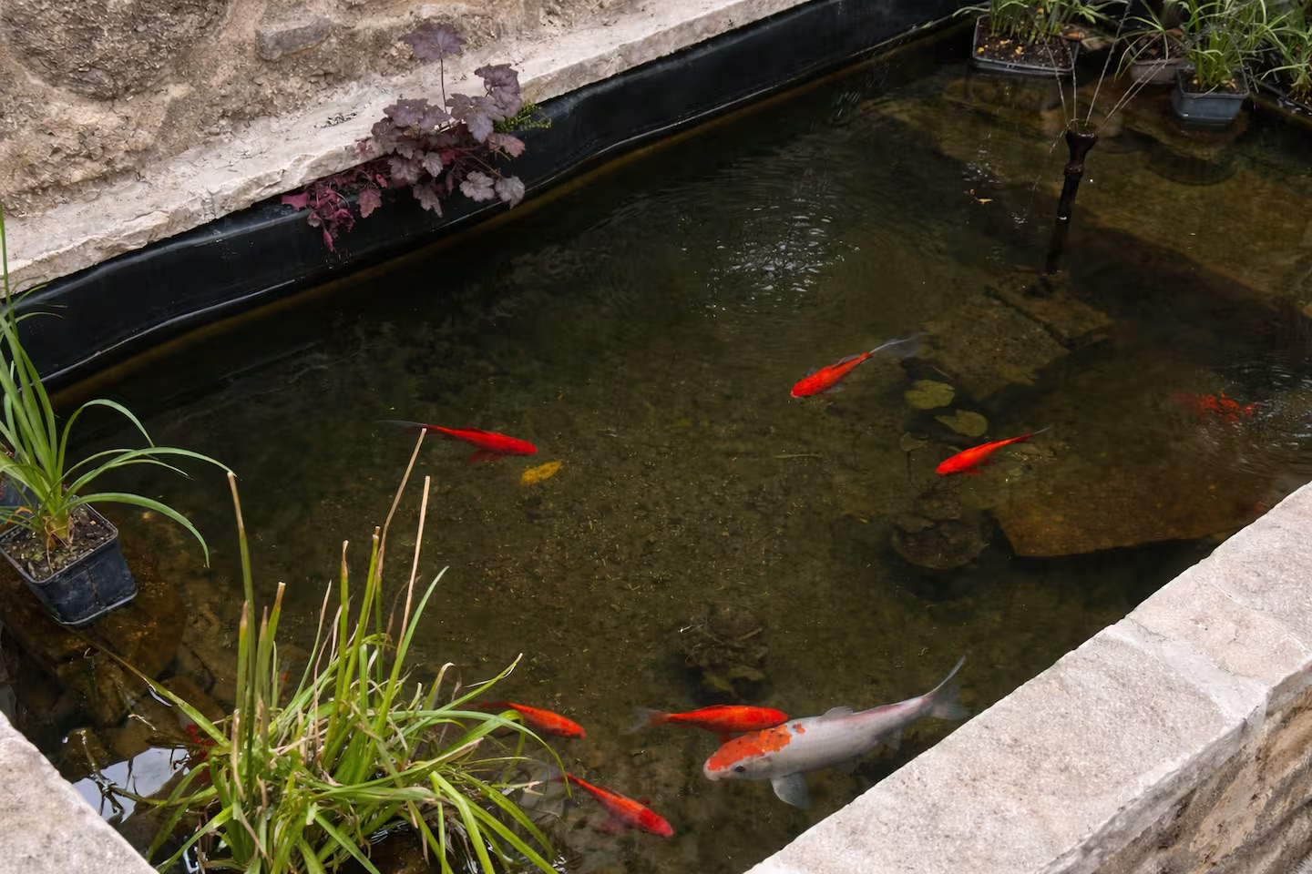 Bassin paysager peuplé de carpes colorées
